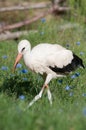 Cute stork surrounded by cornflowers Royalty Free Stock Photo