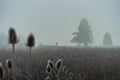 View at a cyclist in a foggy background behind a wide field at a mystical misty morning in autumn.