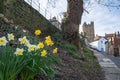 A View Of Daffodils In The Foreground And Richmond Castle, North Yorkshire In The Background