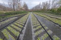 View of Daio Wasabi Farm in  Nagano , Japan Royalty Free Stock Photo