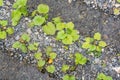 Green Wasabi at Farm in Azumino, Nagano