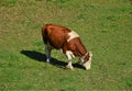 View of dairy cow eating grass Royalty Free Stock Photo