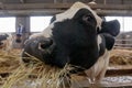 Close-up view of Dairy farm cow indoor in the shed. Soft focus