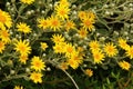View of Daisies, small yellow flowers in garden Royalty Free Stock Photo