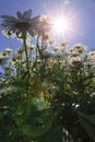 Daisies with sun