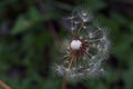FOCUS ON DAINTY SEED TUFTS OF A DANDELION SEED HEAD
