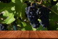 View from dark wooden table to vineyards at sunset in autumn harvest. Ripe grapes in fall. Selective focus Royalty Free Stock Photo