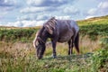 A view in Dartmoor National Park of a wild pony grazing Royalty Free Stock Photo