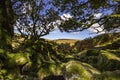 View of Dartmoor from Wistmans Wood