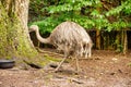 View of a Darwin Rhea, Rhea darwinii Gould, a ratite from the Rhea genus