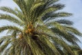 View of date palm on tree from below.. Green palm trees on coast line. Amazing  sky white clouds and endless skyline. Royalty Free Stock Photo