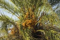 View of date palm on tree from below.. Green palm trees on coast line. Amazing  sky white clouds and endless skyline. Royalty Free Stock Photo