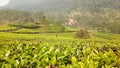 view during the day at the & x22;Wayang Windu Panenjoan& x22; tea garden tour in Pangalengan sub-district, West Java, Indonesia Royalty Free Stock Photo