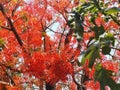 View of Dazzling Orange flora of typical Australian Illawarra Flame Tree