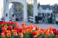 View of \'De Magere Brug (translation: the Skinny Bridge) in Amsterdam with tulips, the Netherlands Royalty Free Stock Photo