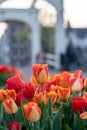 View of \'De Magere Brug\' (translation: the Skinny Bridge) in Amsterdam with tulips, the Netherlands Royalty Free Stock Photo