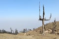 View of dead mountain wood Royalty Free Stock Photo