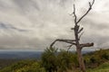 a dead tree trunk on top of a hill in blue ridge mountain range overlooking the scenery Royalty Free Stock Photo