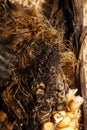 ROTTEN TIP OF OLD CORN COB Royalty Free Stock Photo
