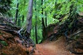 View of deciduous forest