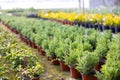 View of decorative juniper growing in pots