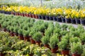 View of decorative juniper growing in pots