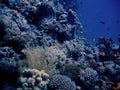 View on deep blue corals Royalty Free Stock Photo