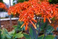 Deep orange rangy plant in the garden with lush green leaves