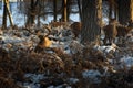 A view of deer in the grounds of the Elizabethan Wollaton Hall museum and gardens in the snow in winter in Nottingham,