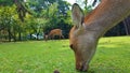 View of deer in Nara park Royalty Free Stock Photo