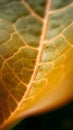 the delicate veins and textures on a calathea leaf Royalty Free Stock Photo