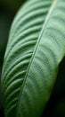 the delicate veins and textures on a calathea leaf Royalty Free Stock Photo