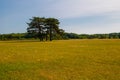 View of the dendrological garden in Askania-Nova reserve, Ukraine Royalty Free Stock Photo