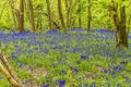 A View Of A Dense Carpet Of Bluebells Growing In Badby Wood, Badby, Northamptonshire, UK