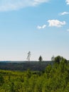 View of the dense forest Royalty Free Stock Photo