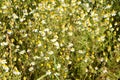 Dense group of camomile flowers