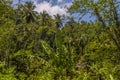 A view of the dense jungle from the Kandy to Columbo main line railway in Sri Lanka, Asia