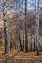 Light birch grove on steep mountain slope