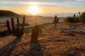 A cactus and sand in the Desert sunrise of Cabo San Lucas Mexico