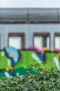 View of a detailed Ivy plant on wall and abandoned older rustic train on background