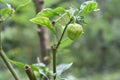 View of a developing green chili fruit hang on the plant