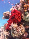 View of the Dichotomy fire coral and fish in the Red Sea Royalty Free Stock Photo