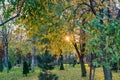 View of different green trees in park. Fir and deciduous trees together