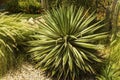 View on different sorts of cactus plant. Aruba island.