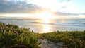 Looking East at sunrise through beautiful wildflowers to the ocean at Lake Cathie, NSW, Australia