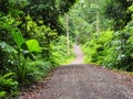 View of dirt road in the jungle of Danum Valley Lahad Datu Royalty Free Stock Photo