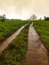 View of a dirt road in the middle of a pasture field Royalty Free Stock Photo