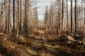 Dirt road passing a dead forest destroyed by a forest fire Royalty Free Stock Photo