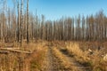 Road passing a dead forest ravaged by a forest fire Royalty Free Stock Photo