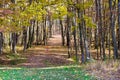 Disk golf hole in the woods. Royalty Free Stock Photo